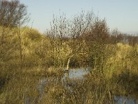 NL, Friesland, Terschelling, Berkenvallei 3, Saxifraga-Jan van der Straaten