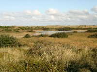 NL, Friesland, Terschelling, Griltjeplak 4, Saxifraga-Hans Boll