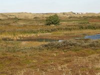 NL, Friesland, Terschelling, Waterplak 5, Saxifraga-Hans Boll