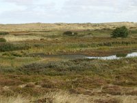 NL, Friesland, Terschelling, central valleys 7, Saxifraga-Hans Boll