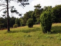 D, Niedersachsen, Hagen am Teutoburgerwald, Silberberg 4, Saxifraga-Hans Dekker