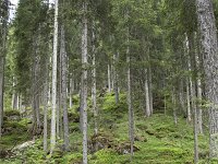 I, Sued-Tirol, Corvara, Kolfuschg, Bosch Borest 5, Saxifraga-Willem van Kruijsbergen