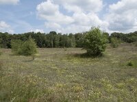 B, Liege, Plombieres 73, Saxifraga-Willem van Kruijsbergen