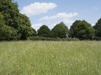 D, Nordrhein-Westfalen, Blankenheim, Alendorf 4, Saxifraga-Willem van Kruijsbergen