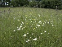 D, Nordrhein-Westfalen, Blankenheim, Alendorf 6, Saxifraga-Willem van Kruijsbergen