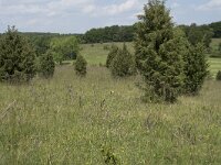 D, Nordrhein-Westfalen, Blankenheim, Alendorf, Kalvarienberg 2, Saxifraga-Willem van Kruijsbergen