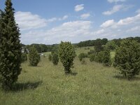 D, Nordrhein-Westfalen, Blankenheim, Alendorf, Kalvarienberg 4, Saxifraga-Willem van Kruijsbergen