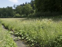 D, Nordrhein-Westfalen, Blankenheim, Alendorf, Lampertsbach 3, Saxifraga-Willem van Kruijsbergen