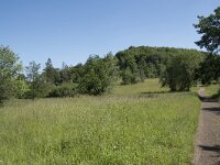 D, Rheinland-Pfalz, Gerolstein, Munterley 7, Saxifraga-Willem van Kruijsbergen