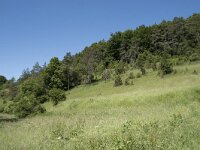 D, Rheinland-Pfalz, Prum, Schonecken 11, Saxifraga-Willem van Kruijsbergen