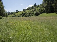 D, Rheinland-Pfalz, Prum, Schonecken 12, Saxifraga-Willem van Kruijsbergen