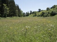 D, Rheinland-Pfalz, Prum, Schonecken 13, Saxifraga-Willem van Kruijsbergen