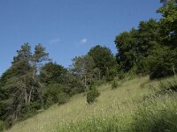 D, Rheinland-Pfalz, Prum, Schonecken 2, Saxifraga-Willem van Kruijsbergen