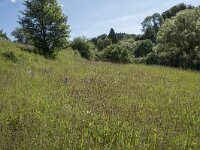 D, Rheinland-Pfalz, Prum, Schonecken 3, Saxifraga-Willem van Kruijsbergen