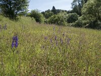 D, Rheinland-Pfalz, Prum, Schonecken 4, Saxifraga-Willem van Kruijsbergen