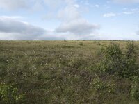 N, Nordland, Andoy, Skarstein 19, Saxifraga-Willem van Kruijsbergen