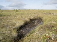 N, Nordland, Andoy, Skarstein 20, Saxifraga-Willem van Kruijsbergen
