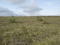 N, Nordland, Andoy, Skarstein 23, Saxifraga-Willem van Kruijsbergen