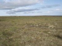 N, Nordland, Andoy, Skarstein 24, Saxifraga-Willem van Kruijsbergen