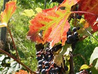 NL, Limburg, Vaals, Vijlen 1, Saxifraga-Foto Fitis-Sytske Dijksen