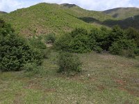 AL, Shkoder, Shkoder 67, Saxifraga-Hans Boll