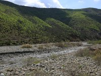 AL, Shkoder, Shkoder 75, Saxifraga-Hans Boll