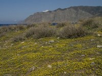 GR, Crete, Lasithi, Ormos Mochlou 4, Saxifraga-Willem van Kruijsbergen