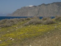 GR, Crete, Lasithi, Ormos Mochlou 5, Saxifraga-Willem van Kruijsbergen