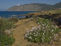 GR, Crete, Lasithi, Ormos Mochlou 9, Saxifraga-Willem van Kruijsbergen