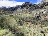 P, Guarda, Manteigas, Sao Pedro 15, Saxifraga-Kees Marijnissen