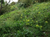 Vegetation on rocks-Planten op rotsen