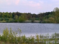 NL, Noord-Brabant, Cranendonck, Gastelsche Heide (Oude Strijper Aa) 28, Saxifraga-Tom Heijnen
