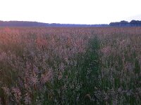 NL, Noord-Brabant, Eersel, Spekdonken 11, Saxifraga-Tom Heijnen