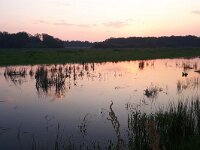 NL, Noord-Brabant, Eersel, Spekdonken 12, Saxifraga-Tom Heijnen