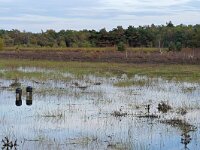 NL, Noord-Brabant, Oirschot, Landschotse Heide 21, Saxifraga-Tom Heijnen