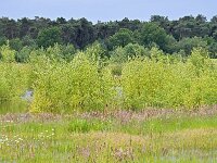 NL, Noord-Brabant, Bergeijk, Weijerkens 7, Saxifraga-Tom Heijnen