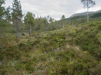 N, More og Romsdal, Fraena, Nosastolen 11, Saxifraga-Willem van Kruijsbergen