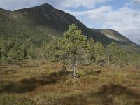N, More og Romsdal, Fraena, Nosastolen 16, Saxifraga-Willem van Kruijsbergen