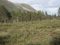 N, More og Romsdal, Fraena, Nosastolen 22, Saxifraga-Willem van Kruijsbergen