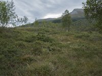 N, More og Romsdal, Fraena, Nosastolen 8, Saxifraga-Willem van Kruijsbergen