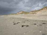 F, Pas-de-Calais, Wimereux, Dunes de la Slack 15, Saxifraga-Willem van Kruijsbergen
