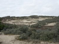 F, Pas-de-Calais, Wimereux, Dunes de la Slack 35, Saxifraga-Willem van Kruijsbergen