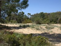 GR, Zakynthos, Zakynthos, Kalamaki dunes 1, Saxifraga-Theo Verstrael