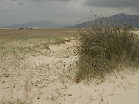 E, Cadiz, Tarifa, Playa de Lances 3, Saxifraga-Jan van der Straaten