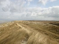 NL, Friesland, Ameland, Lange duinen 2, Saxifraga-Hans Boll