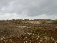 NL, Friesland, Ameland, Lange duinen 3, Saxifraga-Hans Boll