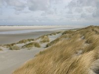NL, Friesland, Ameland, Lange duinen, Groene strand 1, Saxifraga-Hans Boll