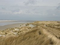 NL, Friesland, Ameland, Lange duinen, Groene strand 3, Saxifraga-Hans Boll