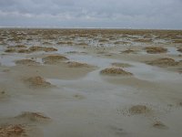 NL, Friesland, Ameland, Lange duinen, Groene strand 5, Saxifraga-Hans Boll