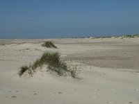 NL, Noord-Holland, Texel, De Hors 19, Saxifraga-Willem van Kruijsbergen